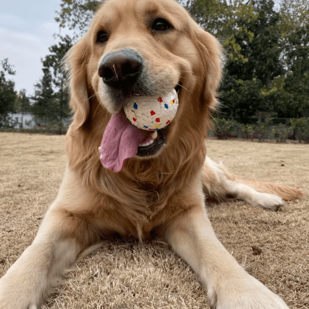 ToughBuddy™ – The Toy That Keeps Up With Your Dog