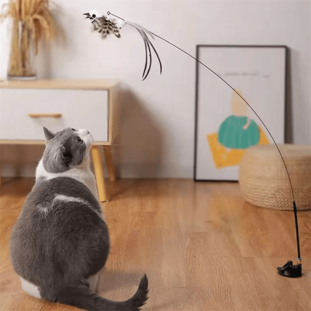 CATVENTURE – Endless Fun and Fitness