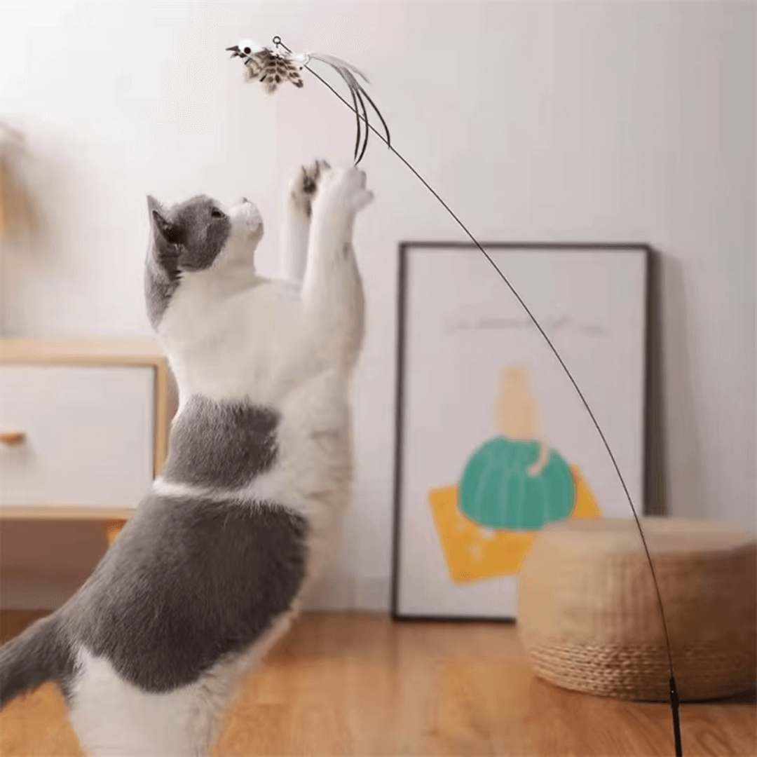 CATVENTURE – Endless Fun and Fitness