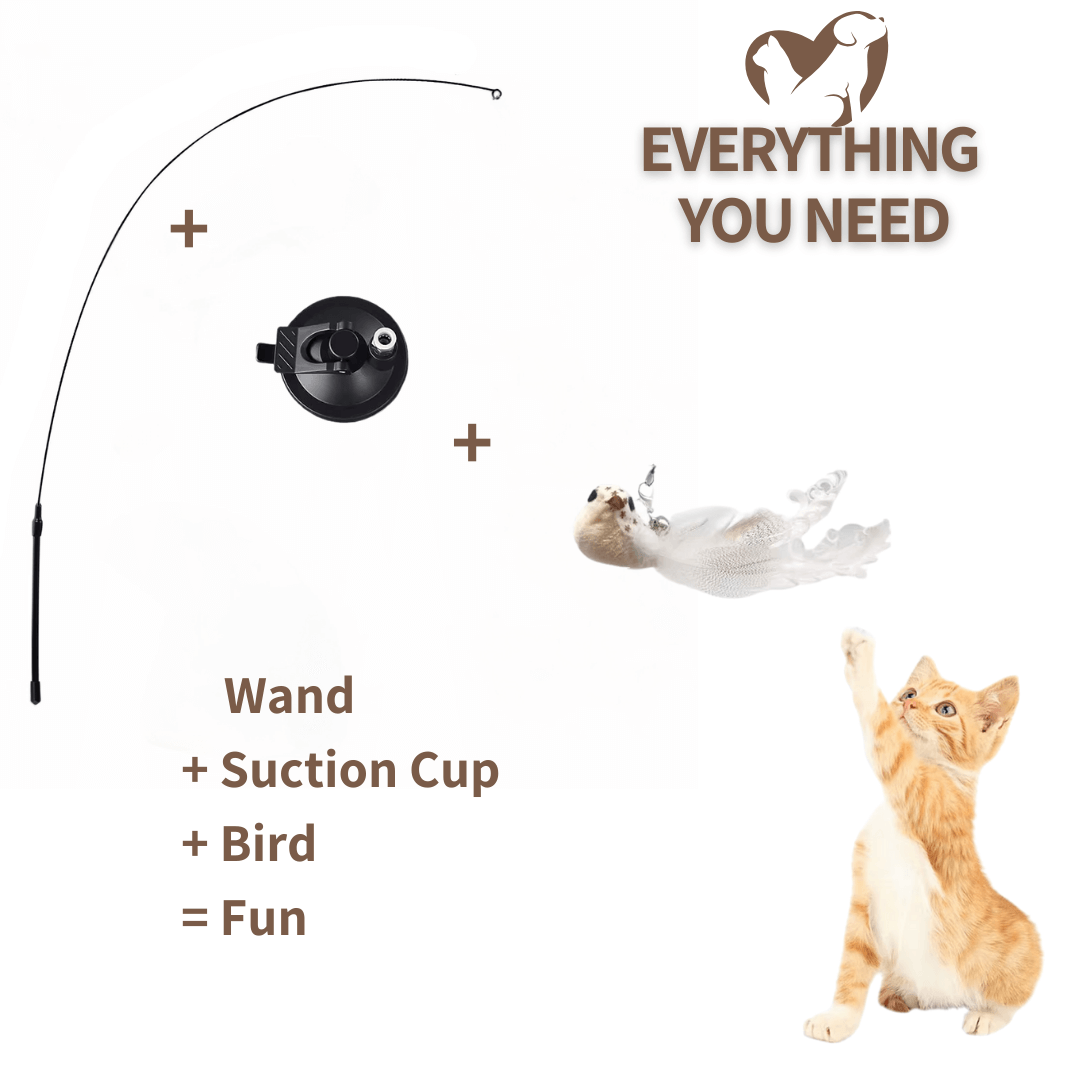 CATVENTURE – Endless Fun and Fitness