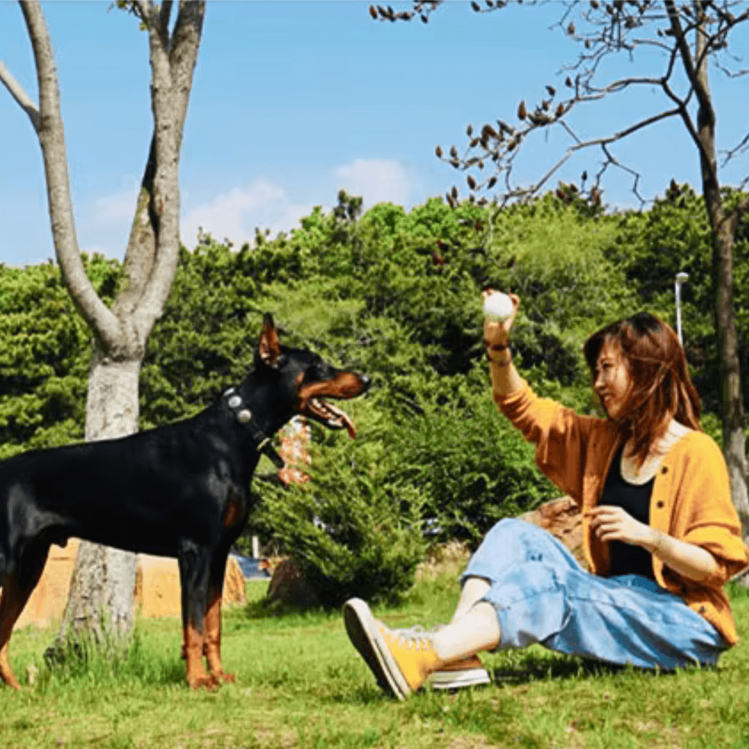 ToughBuddy™ – The Toy That Keeps Up With Your Dog