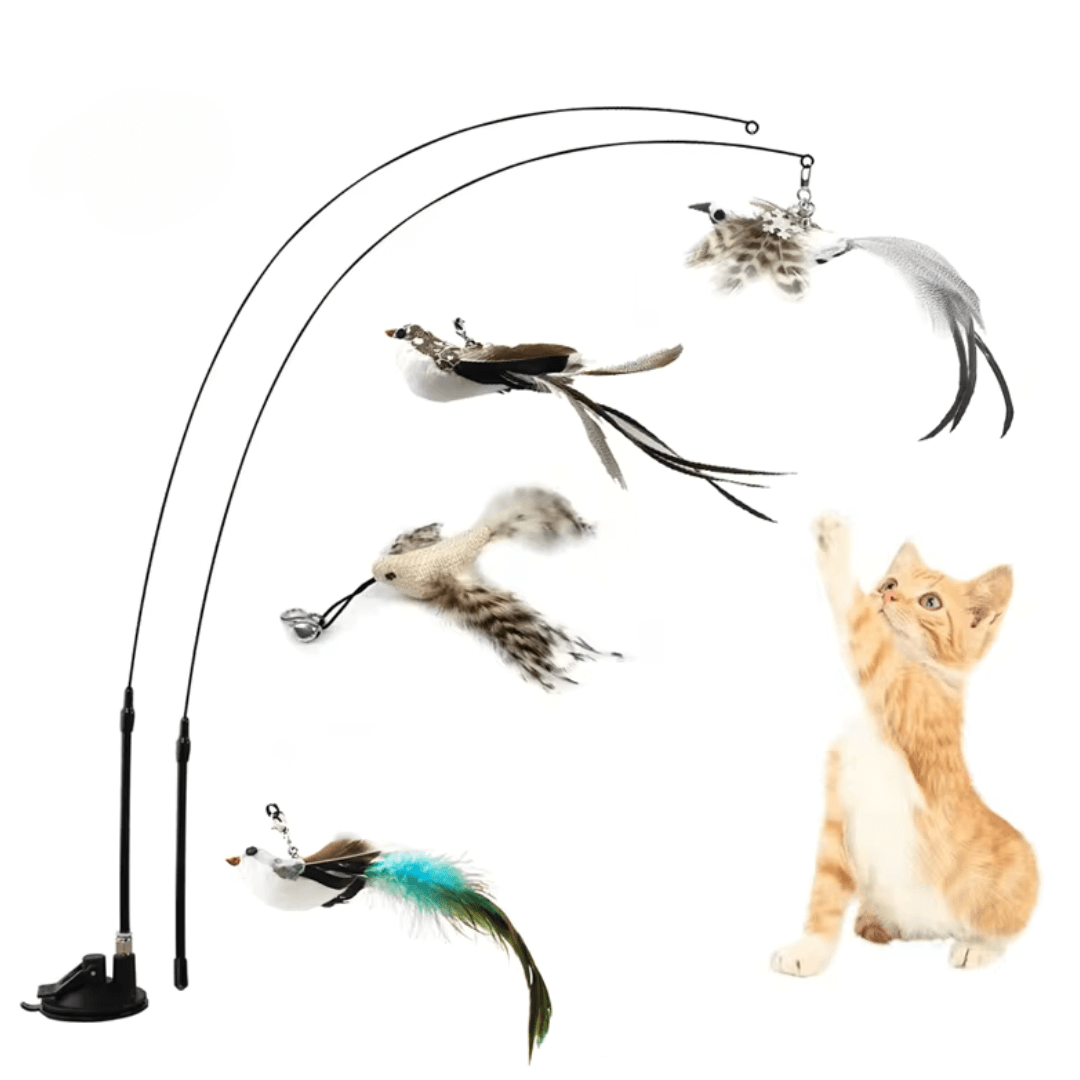 CATVENTURE – Endless Fun and Fitness