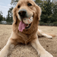ToughBuddy™ – The Toy That Keeps Up With Your Dog